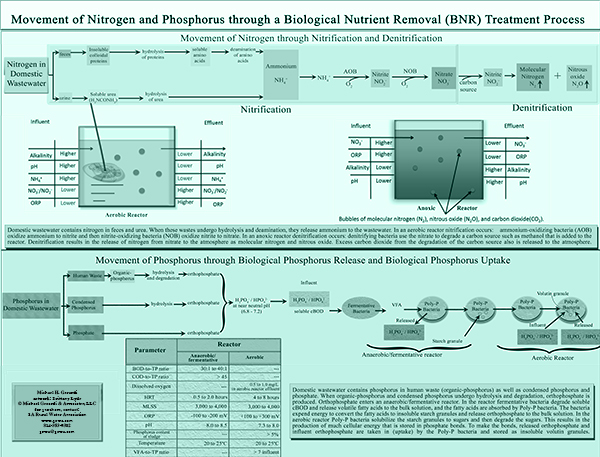 Poster 36x24, Movement of Nitrogen and Phosphorus through a Biological Nutrient Removal (BNR) Treatment Process