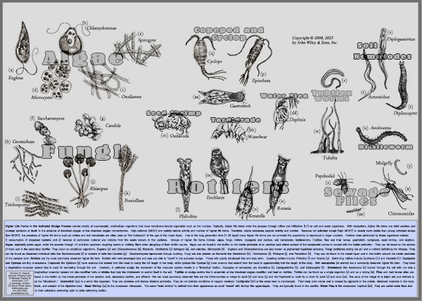 Poster 14x10, Higher Life Forms in the Activated Sludge Process