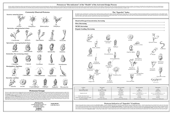 Poster 36x24, Protozoa as “Bio-indicators” of the “Health” of the Activated Sludge Process